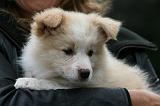 ADULTE ET CHIEN 300